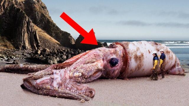 Biggest Sea Creatures Ever Found On The Beach