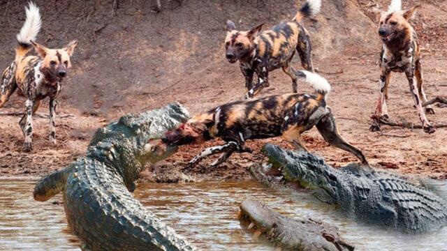 Rare Thing! Wild Dogs Hunting Suddenly Become Prey For Crocodiles - Crocodile Vs Wild Dog