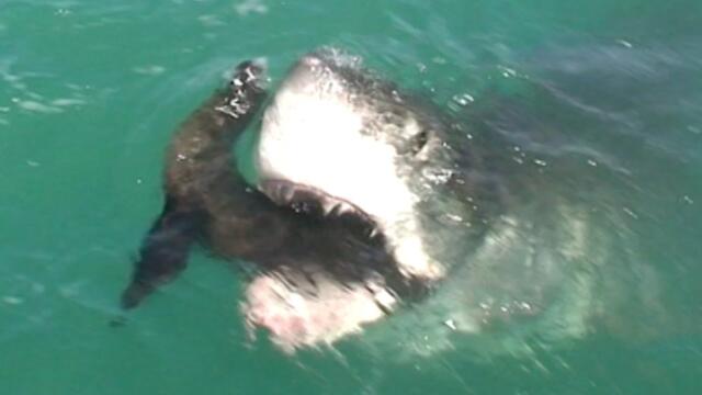 Great White Shark Eats Seal
