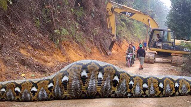 This giant snake broke all records! Breathtaking footage captured on camera!