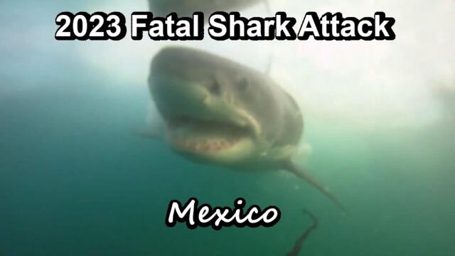 2023 Fatal Shark Attack Great White Shark 🦈