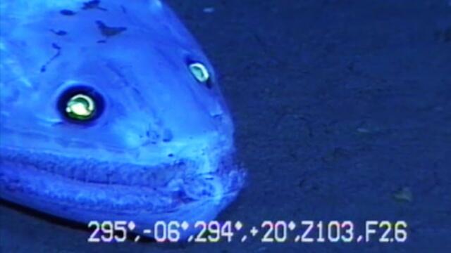 9 Strange Deep Ocean Creatures Found by Japan's ROVs🇯🇵