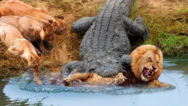 What Happens When Lion King Confronts Crocodile Monster? - How Scary Is Revenge?