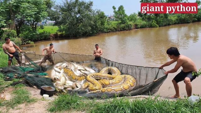 Chicken was swallowed by a giant snake when a young man fished