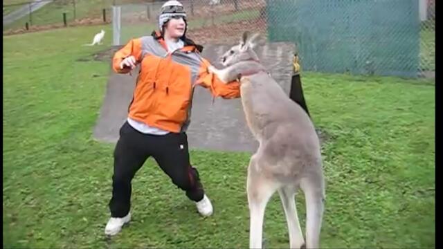 Kangaroo vs Human, Kangaroo attacking