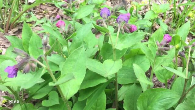 Цветущий Май со Сборником Шикарной Музыки Эдгара Туниянца!