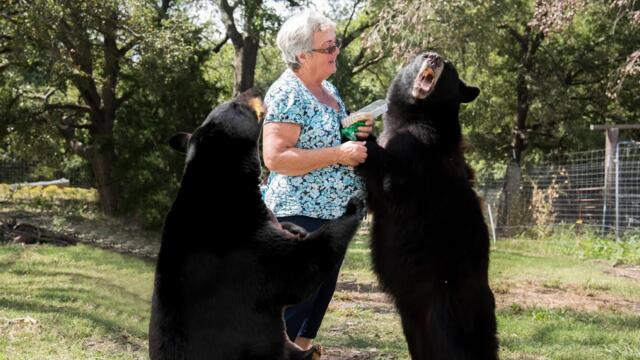 This Old Woman Saved Two Bears, Years Later They Returned The Favor By Doing This