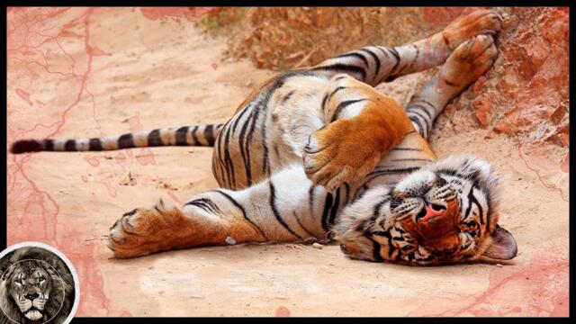5 Животных, Которые Легко Убьют Любого Тигра!