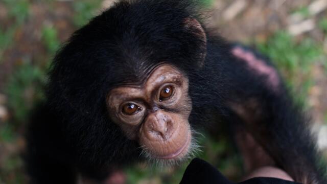 Baby Chimp Rescue | Close Encounters | BBC Studios