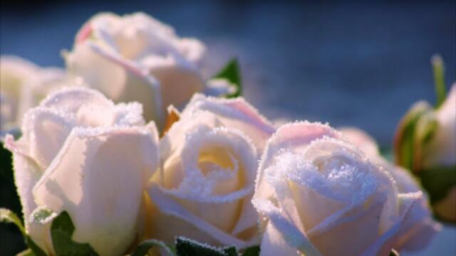 А им так хочется Весны