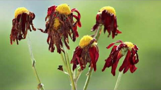 В горнице моей...    (Н Рубцов - В Громов)