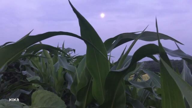 220. Тиха Украинская Ночь и Прекрасная Музыка Эдгара Туниянца!