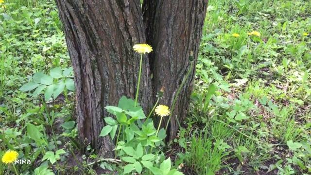 Нежность Весны под Несравненно Красивую Музыку Сергея Грищука!
