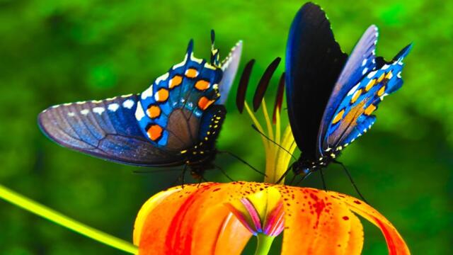 Антология лучших песен Сергея Грищука - Музыка приносит большое счастье.