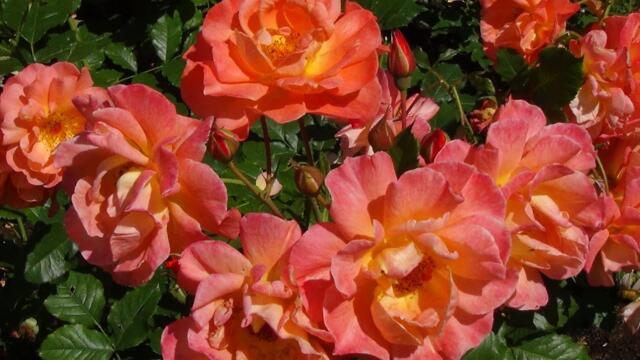 🌹 Этот старый,.. вечно юный ВАЛЬС!!!