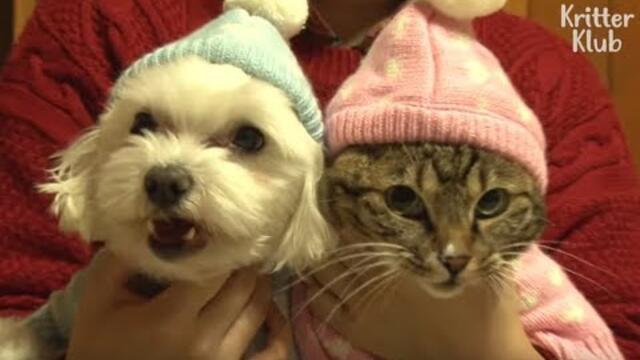 Dog Tries To Kiss A Cat Who He Has A Crush On | Kritter Klub