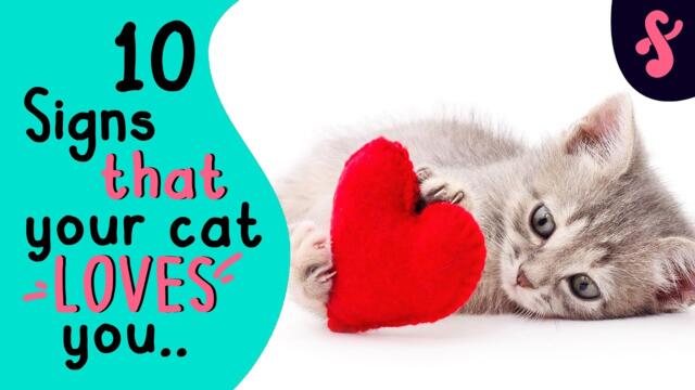 ❤️ 10 Signs That Your Cat Really LOVES You | Furry Feline Facts 😻