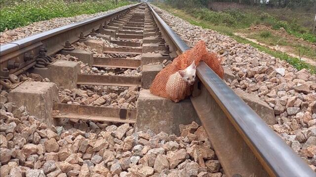 Who Dumped The Kitten On The Train Tracks? I Cried!