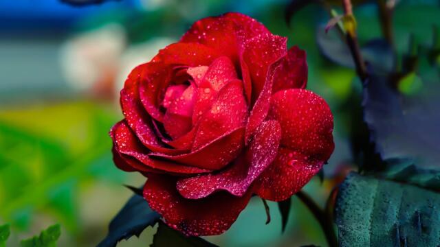 Красивая Мелодия До Слез! Сборник Лучших Мелодий От Которых Мурашки По Телу! Mузыка Сергей Грищук