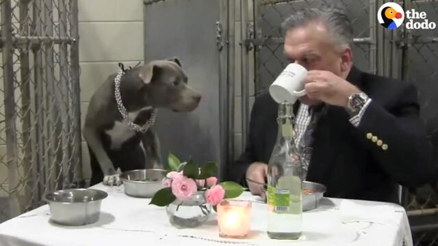 Ветеринар вечеря с кучето си