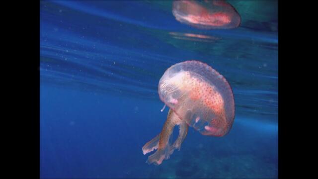 Sylia Twoland - A Prayer