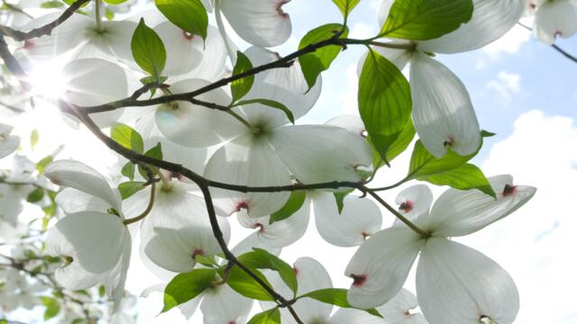 ♡ Магнолията - бялото цвете "чудо" ... (Richard Abel music) ♡