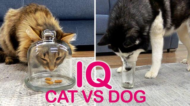 Is A Dog Really Smarter Than A Cat? I Check the IQ of My Husky And Kitty