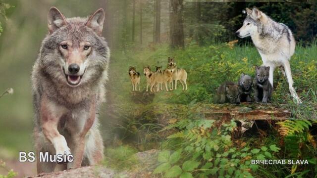 Александр Любимов - Волк