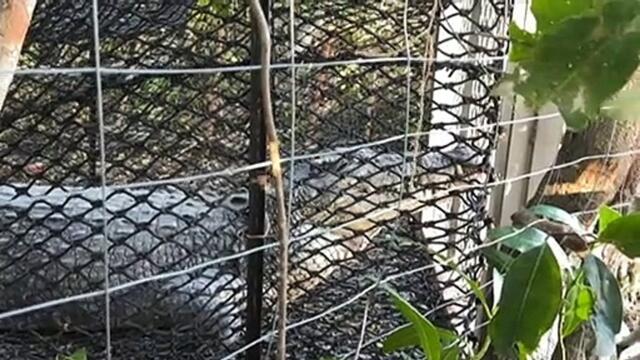 A 37-year-old in stable condition after being bitten in Queensland