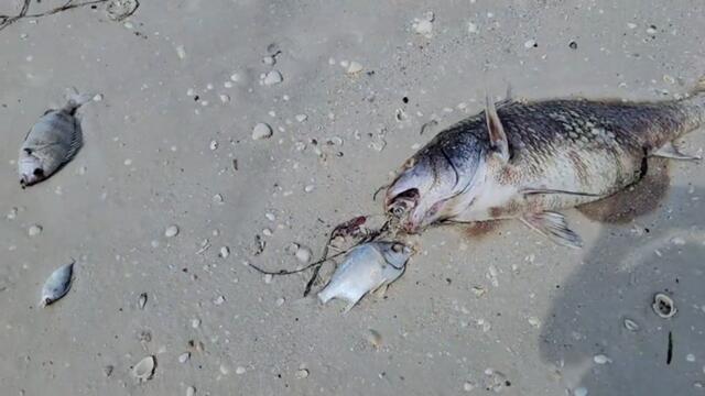 Hundreds of dead fish wash up on Florida beaches after reports of red tide