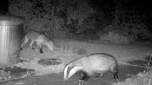 Moment fox, badger, and hedgehogs get into a heated standoff over scraps