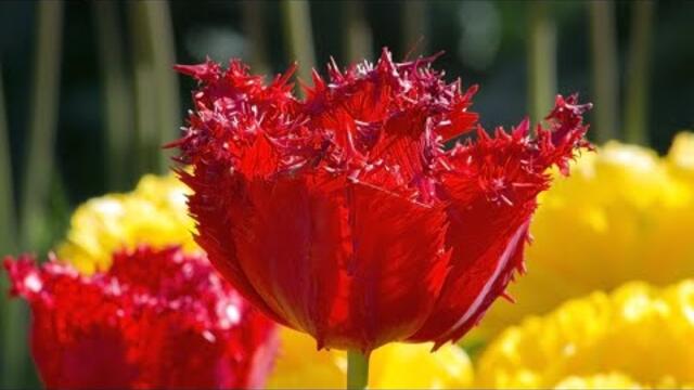 САМЫЕ КРАСИВЫЕ МЕЛОДИИ Весны ! Saxophone💟!!!  Создают Прекрасное Настроение