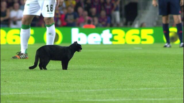 Gato negro en el Camp Nou