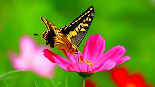 Безумно Вдохновляющая и Бесконечно Красивая Музыка для души!