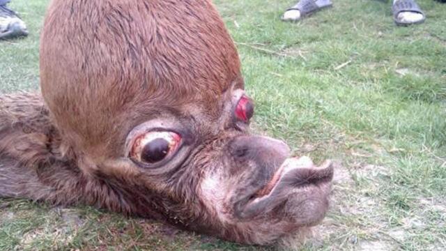 Weirdest Animals Found In Chernobyl