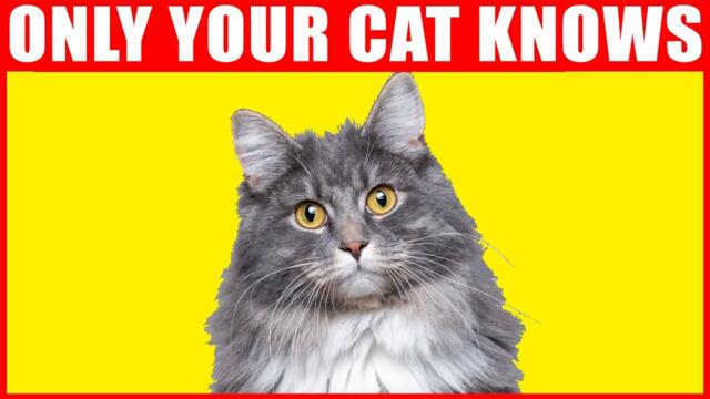 12 Secrets Your Cat Knows About You