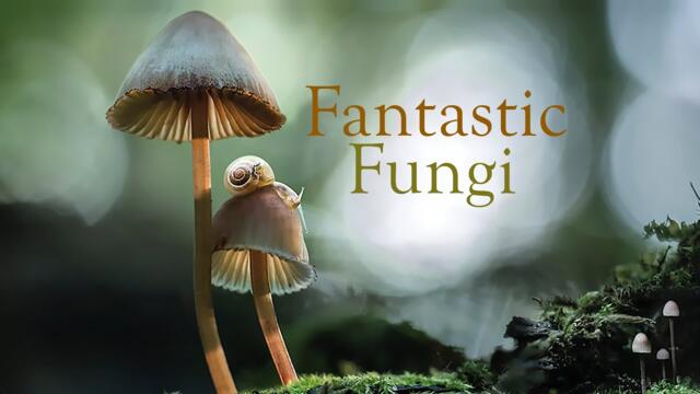 Fantastic Fungi, Official Film Trailer | Moving Art by Louie Schwartzberg