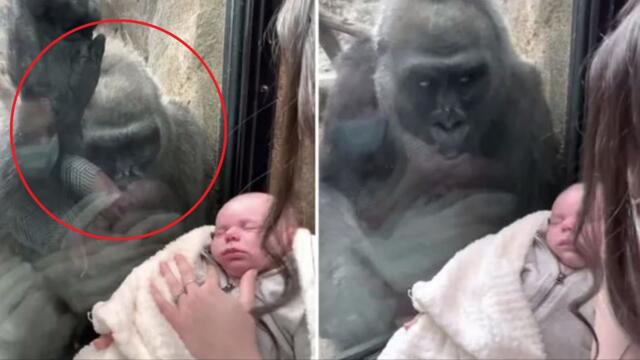В зоопарке мама показала горилле своего малыша реакция обезьяны просто поражает!