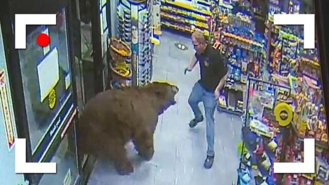 Unexpected Wild Bear Encounters Caught On Camera!