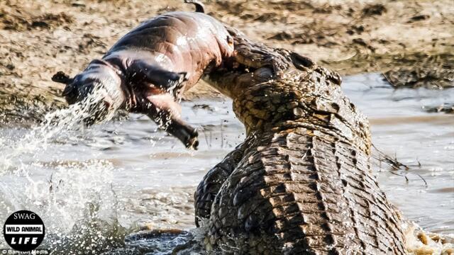 13 Brutal Moments Crocodile Swallows Their Prey | Wild Animal Life