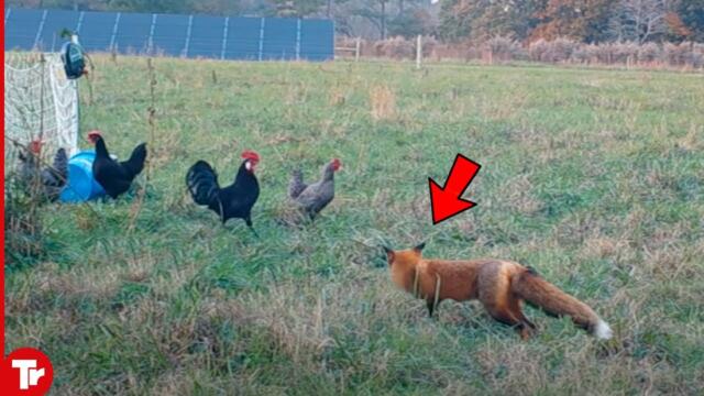 Look How This Fox Will Kill Chicken in Front of Roosters
