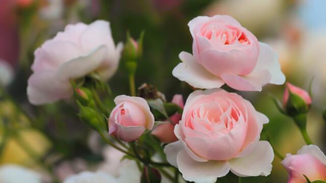 Эту музыку можно слушать вечно🌺Божественная музыка трогает душу🌺Невероятно красивая осенняя мелодия