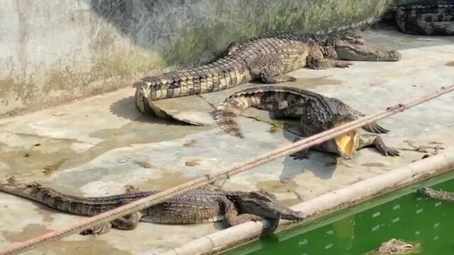 Hundreds of hungry crocodiles eat each other after farm owner died