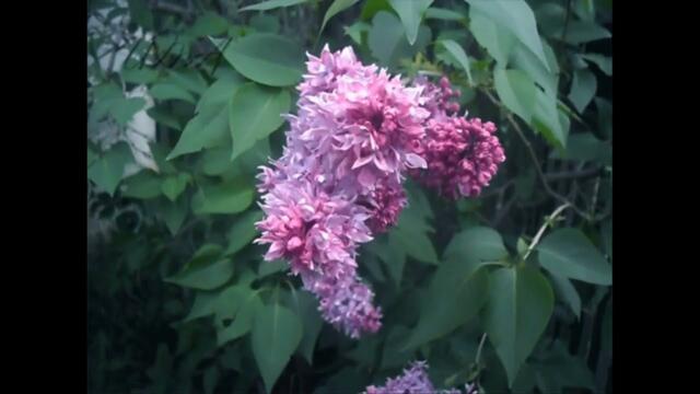 Шансон песни клипы