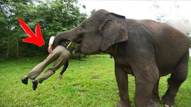 Дикий слон узнал ветеринара, который лечил его 12 лет назад, только посмотрите, что он с ним сделал
