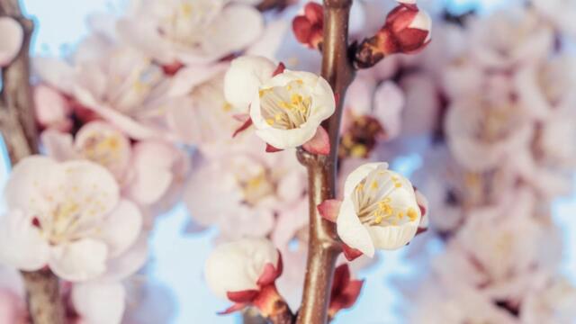 Азамат Инсенгазин   -  "8 МАРТРА, МУЖИКИ!"