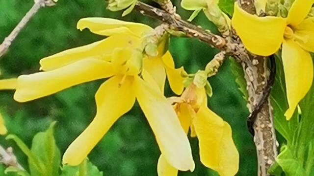 Sevenrose - Тает белый снег ./ Нам Весной так хочется тепла...