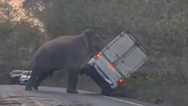 Moment elephant uses trunk to flip truck in Thailand