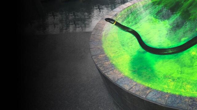 What Happens If You Fall Into a Pool Filled Snake Venom?