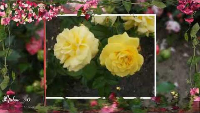 Андрей Павлович  - Поток из роз